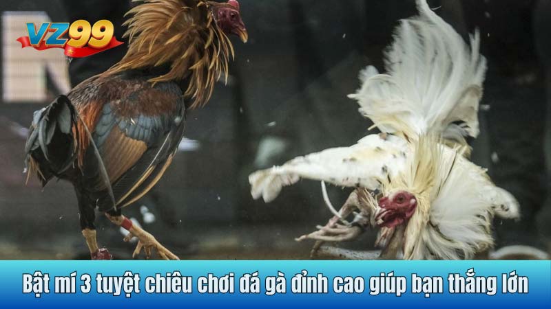 Bật mí 3 tuyệt chiêu chơi đá gà đỉnh cao giúp bạn thắng lớn