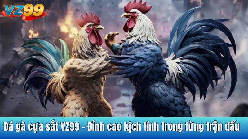 Đá gà cựa sắt VZ99 - Đỉnh cao kịch tính trong từng trận đấu