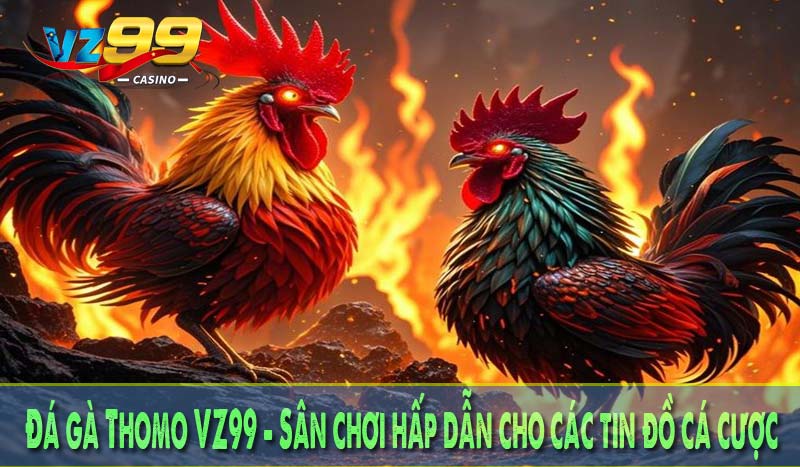 Đá gà Thomo VZ99 - Sân chơi hấp dẫn cho các tin đồ cá cược