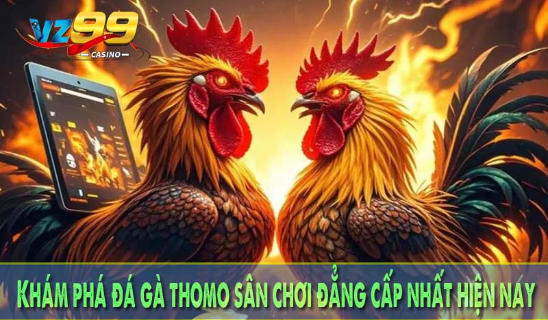 Khám phá đá gà thomo sân chơi đẳng cấp nhất hiện nay