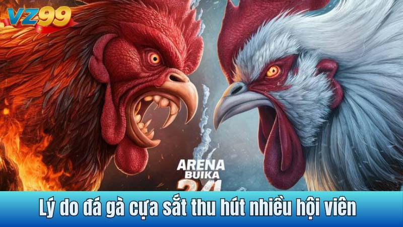 Lý do đá gà cựa sắt thu hút nhiều hội viên