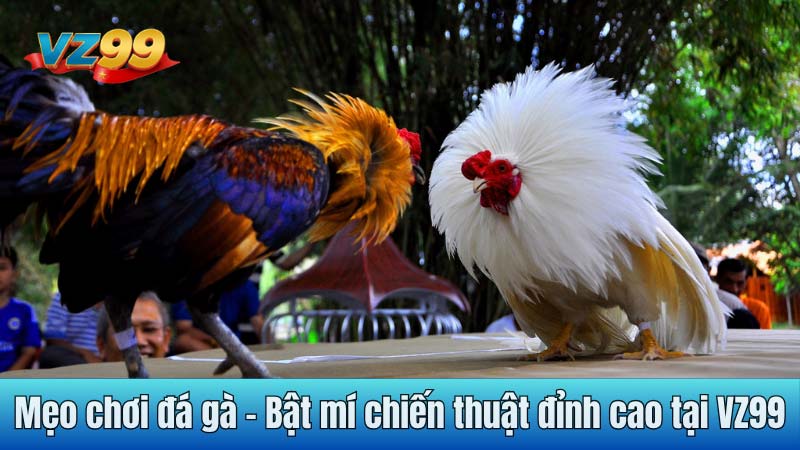 Mẹo chơi đá gà - Bật mí chiến thuật đỉnh cao tại VZ99