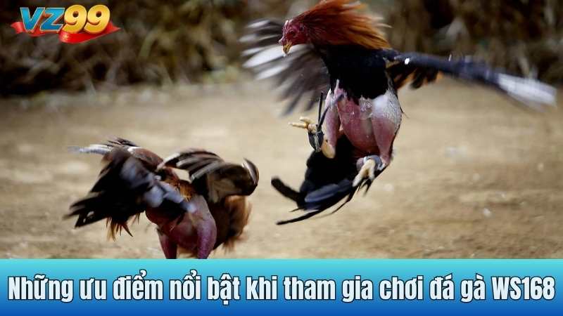 Những ưu điểm nổi bật khi tham gia chơi đá gà WS168