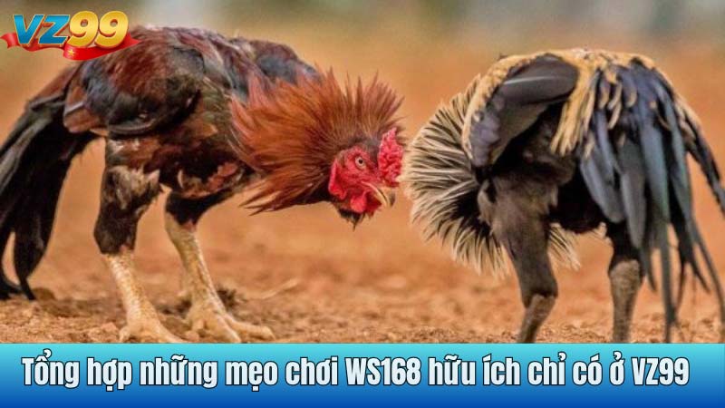 Tổng hợp những mẹo chơi WS168 hữu ích chỉ có ở VZ99