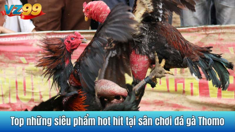 Top những siêu phẩm hot hit tại sân chơi đá gà Thomo