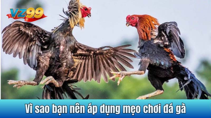 Vì sao bạn nên áp dụng mẹo chơi đá gà