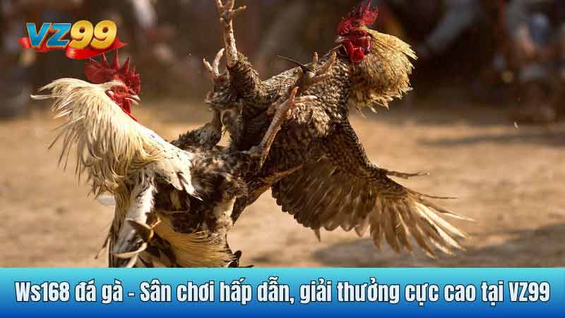 Ws168 đá gà - Sân chơi hấp dẫn, giải thưởng cực cao tại VZ99